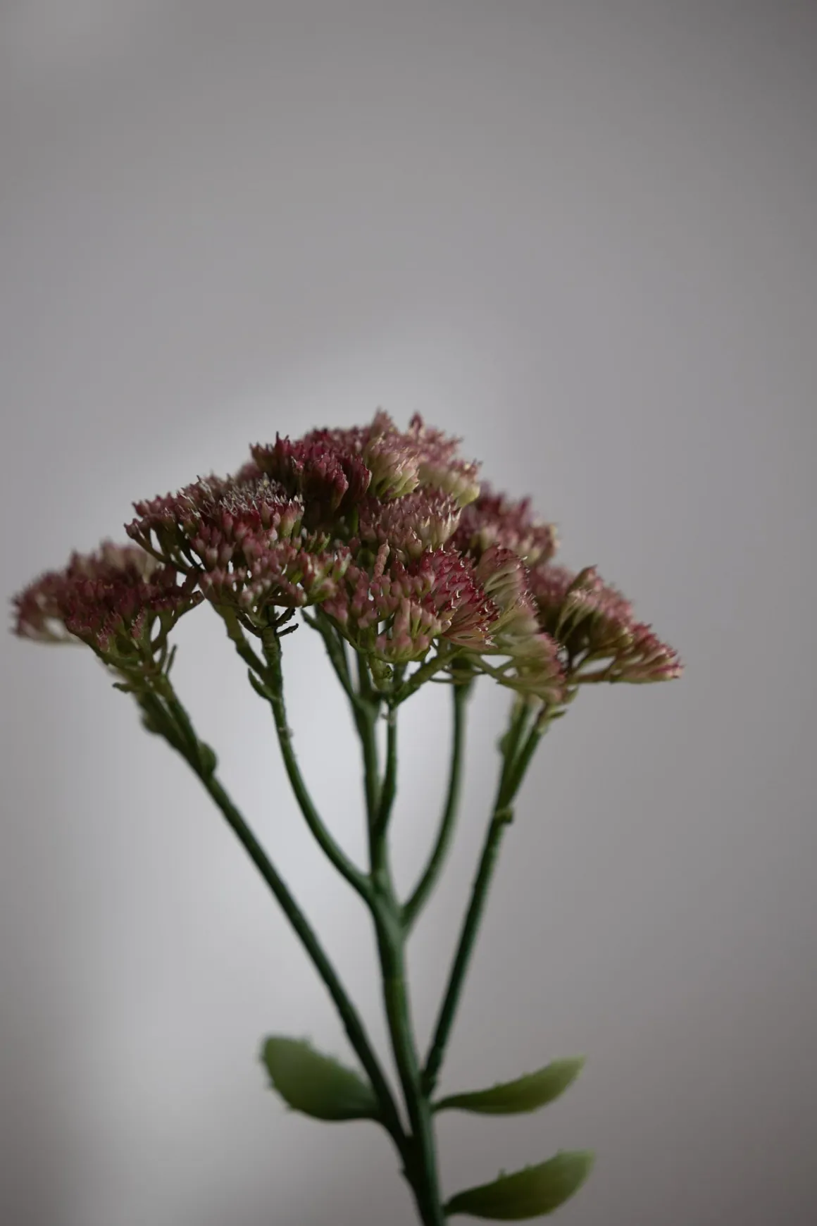 Blomst - Bergknapp 50cm