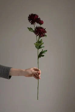 Blomst - Chrysanthemum H60cm