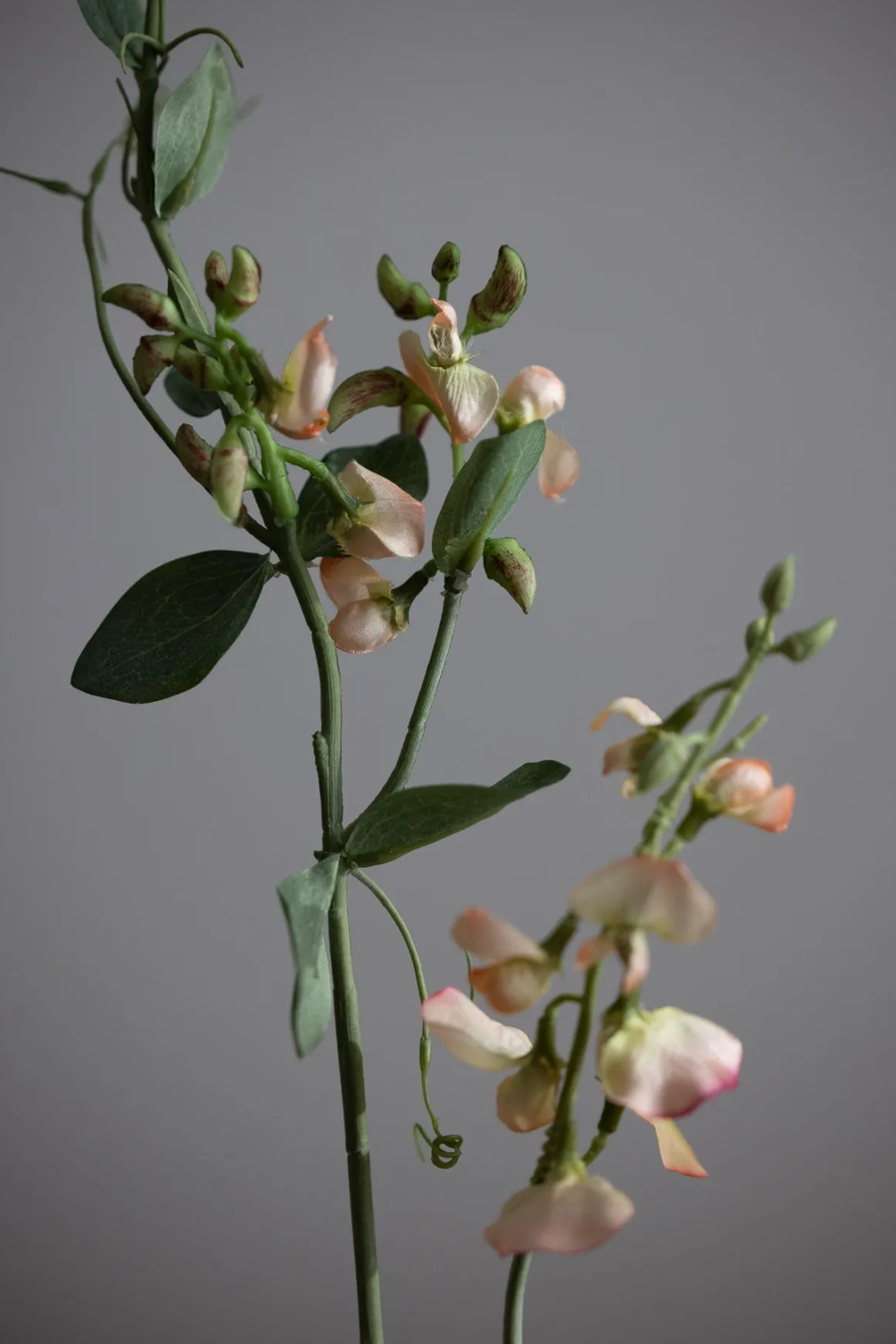 Blomst - Erteblomst H69cm Rosa