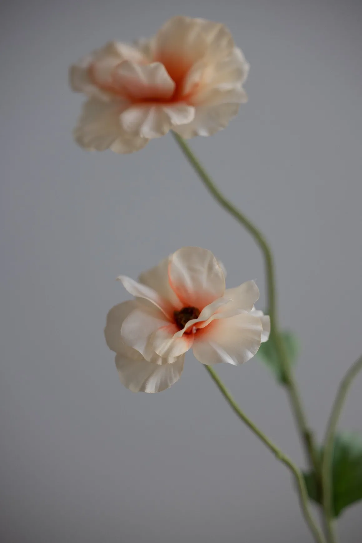 Blomst - Japansk Ranunkel H62cm