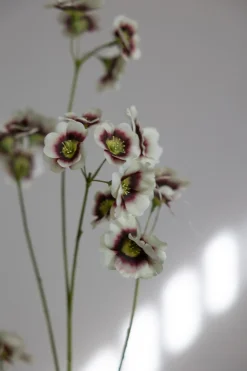 Blomst - Leucocoryne H89cm Grønn