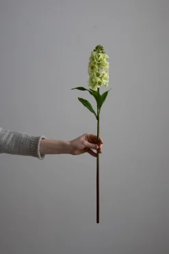 Blomst - Levkøy H70cm