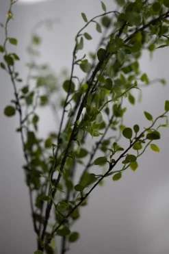 Blomst - Muehlenbeckia 100cm