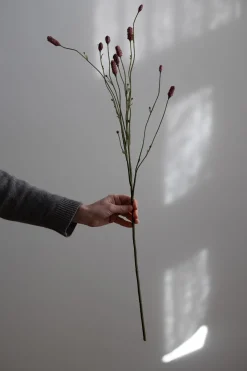 Blomst - Pimpinell 80cm Rosa