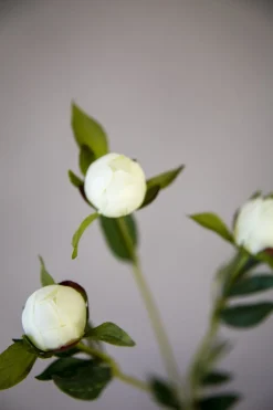 Blomst - Pion H45cm Hvit