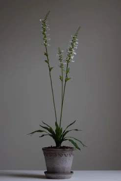 Blomst - Porselensveronika H100cm