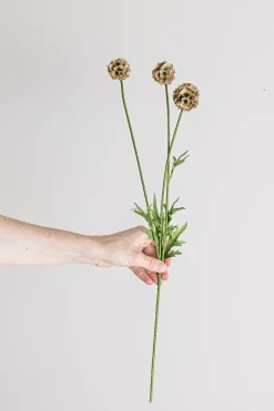 Blomst - Scabiosa h60cm