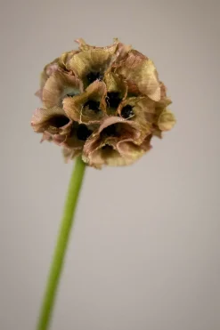Blomst - Scabiosa h60cm