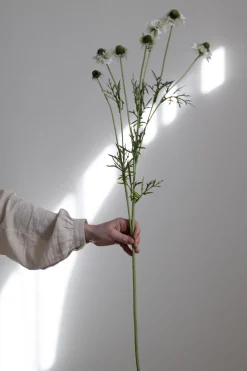 Blomst - Scabiosa H89cm Cream