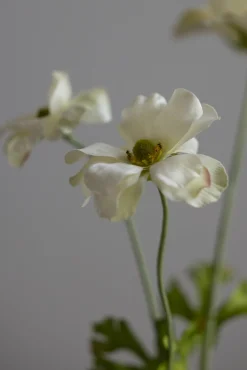 Blomst - Sommerfuglranunkel H54cm