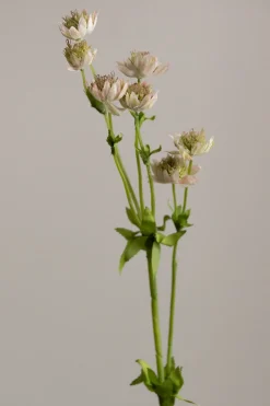 Blomst - Stjerneskjerm H55cm