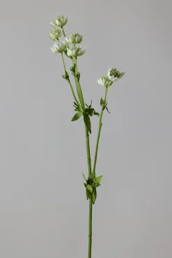 Blomst - Stjerneskjerm Hvit