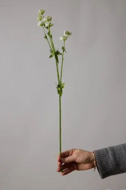 Blomst - Stjerneskjerm Hvit