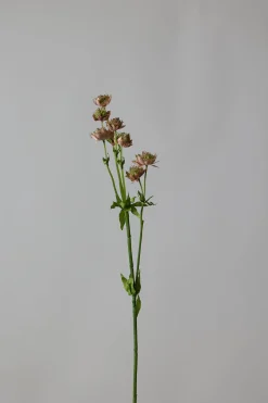 Blomst - Stjerneskjerm Rosa