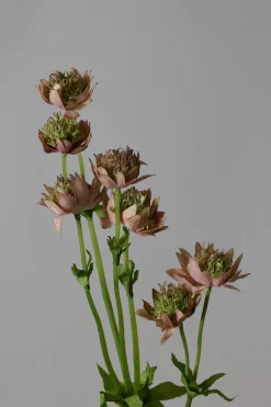 Blomst - Stjerneskjerm Rosa