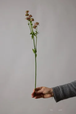 Blomst - Stjerneskjerm Rosa