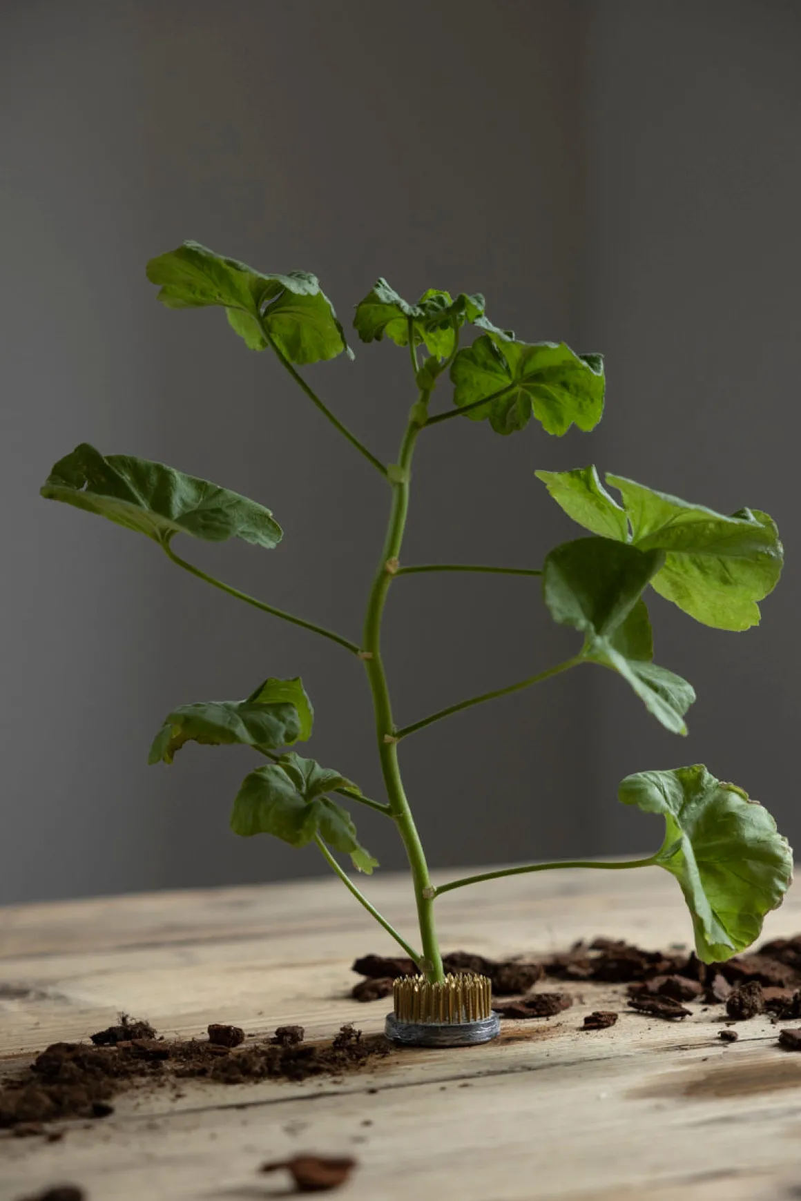 Blomsterfakir - 5cm Metall