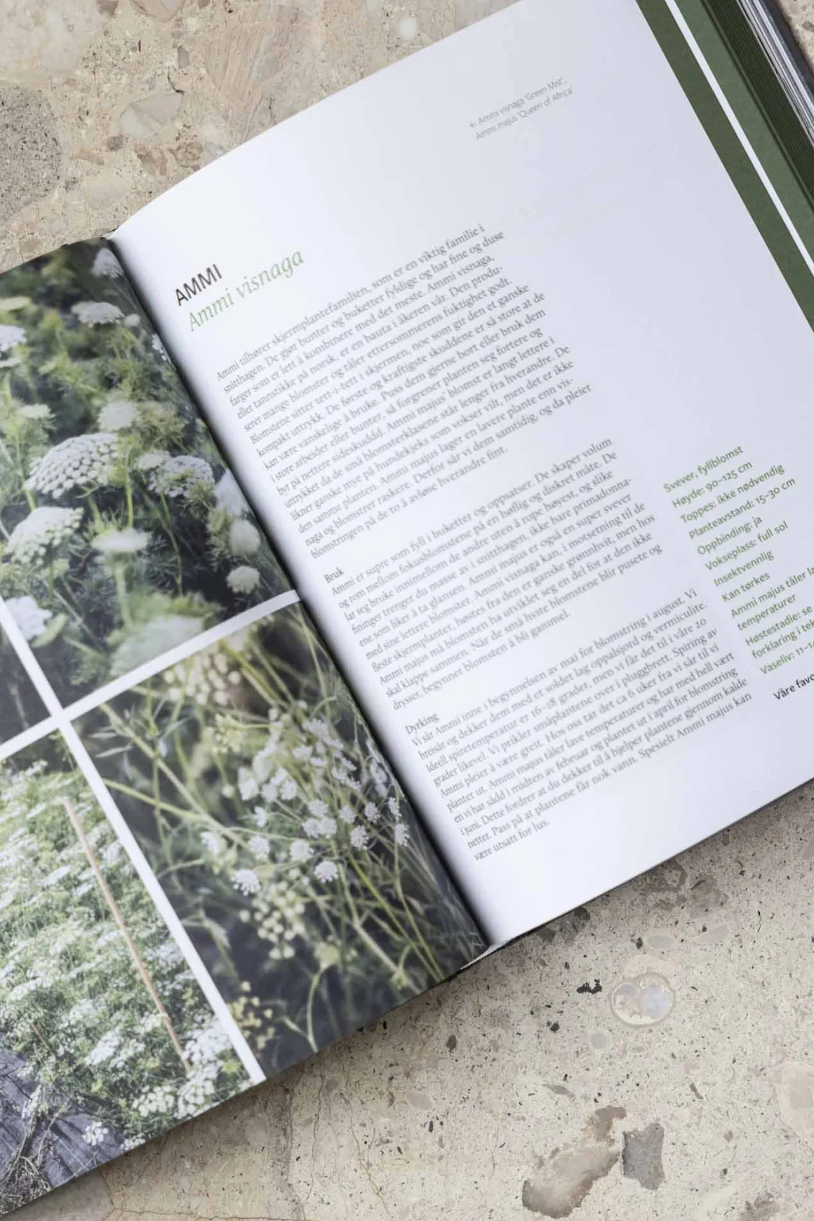 Bok - Kunsten Å Dyrke Snittblomster