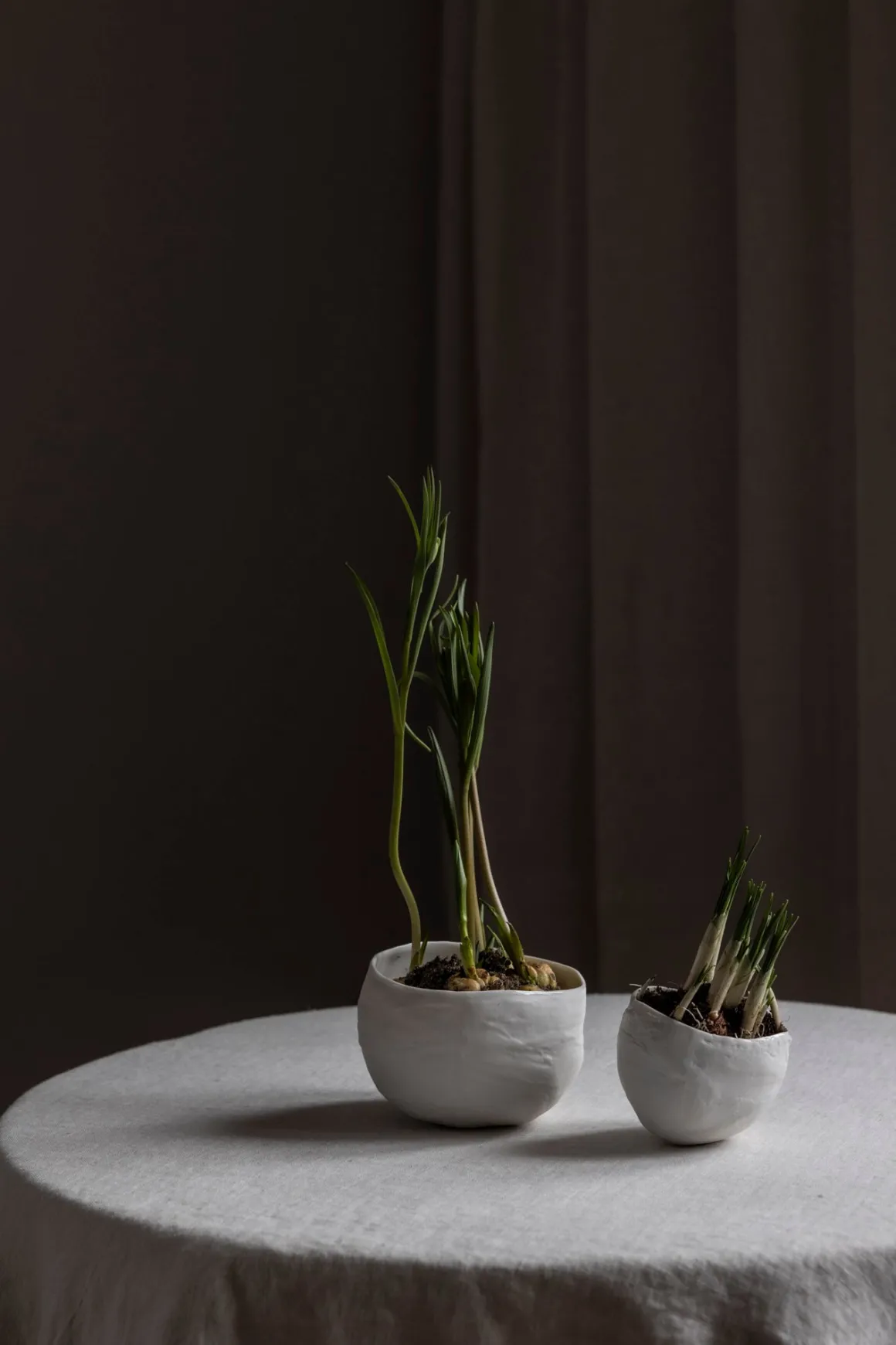 Bolle - Plaster Hvit