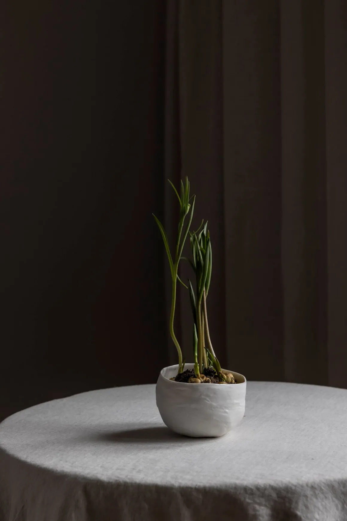 Bolle - Plaster Hvit