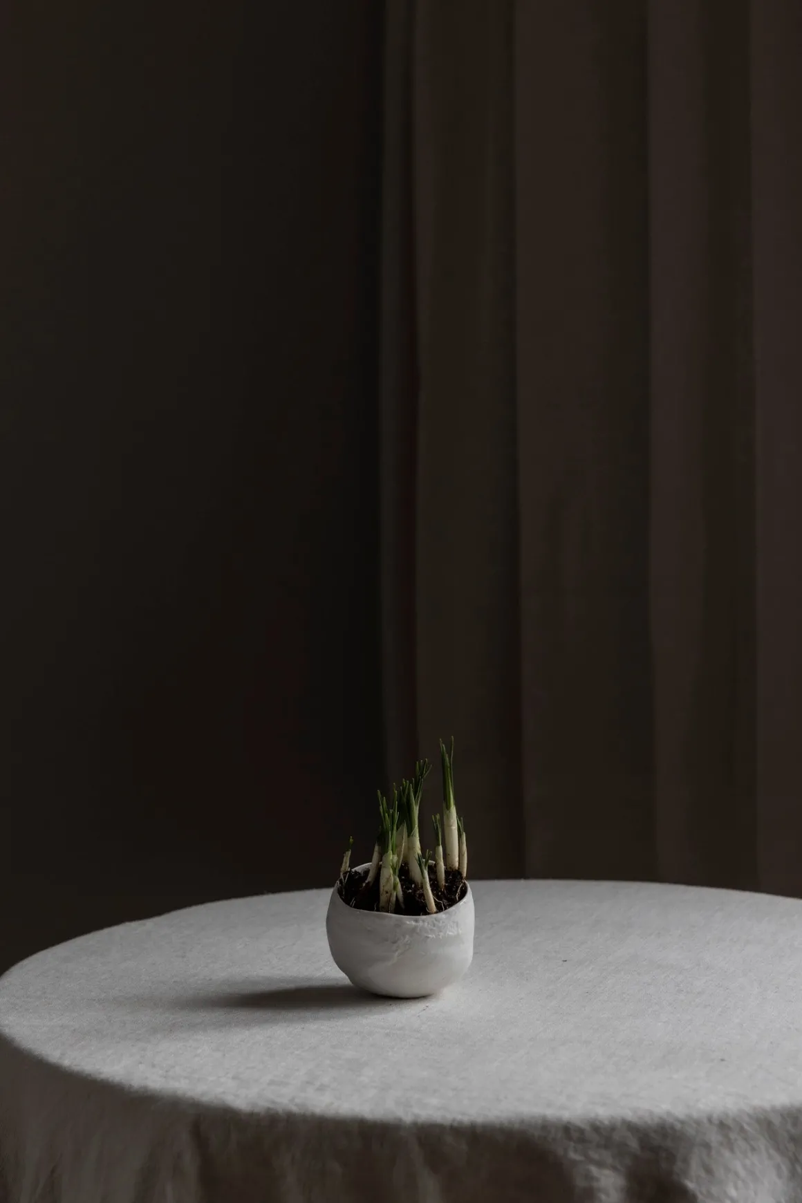 Bolle - Plaster Hvit