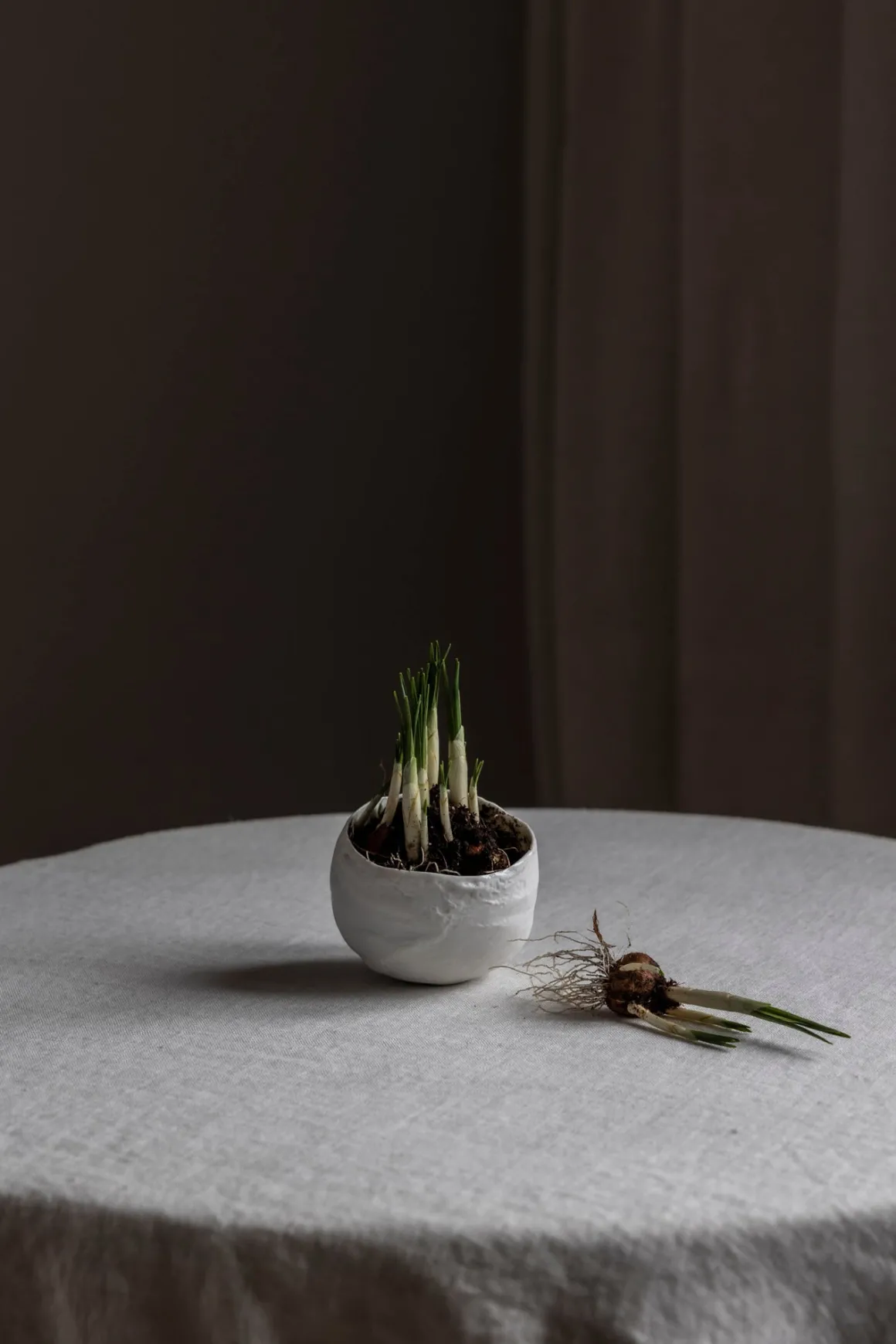 Bolle - Plaster Hvit