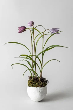 Bolle - Plaster Hvit