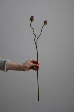 Kvist - Allium H65cm