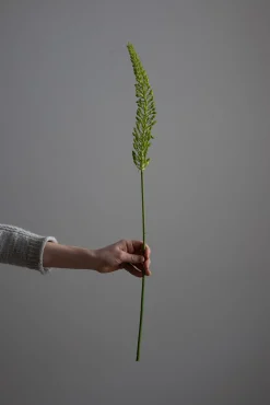 Kvist - Revehale 75cm