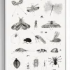 Plakat - Bugs 50x70cm