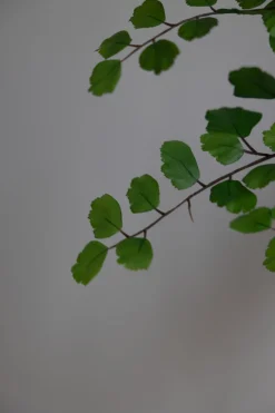 Plante - Bregne H113cm Grønn