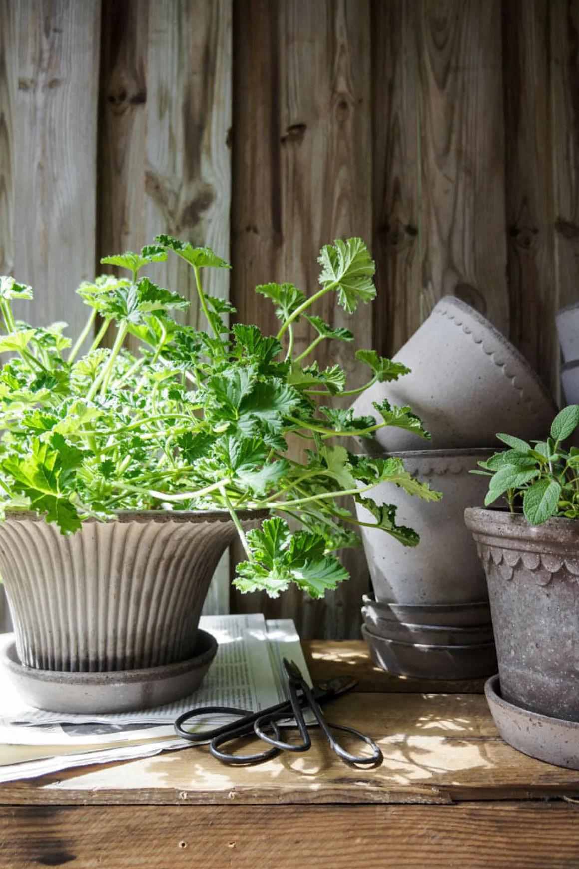 Potte - Daisy m/Skål Grå