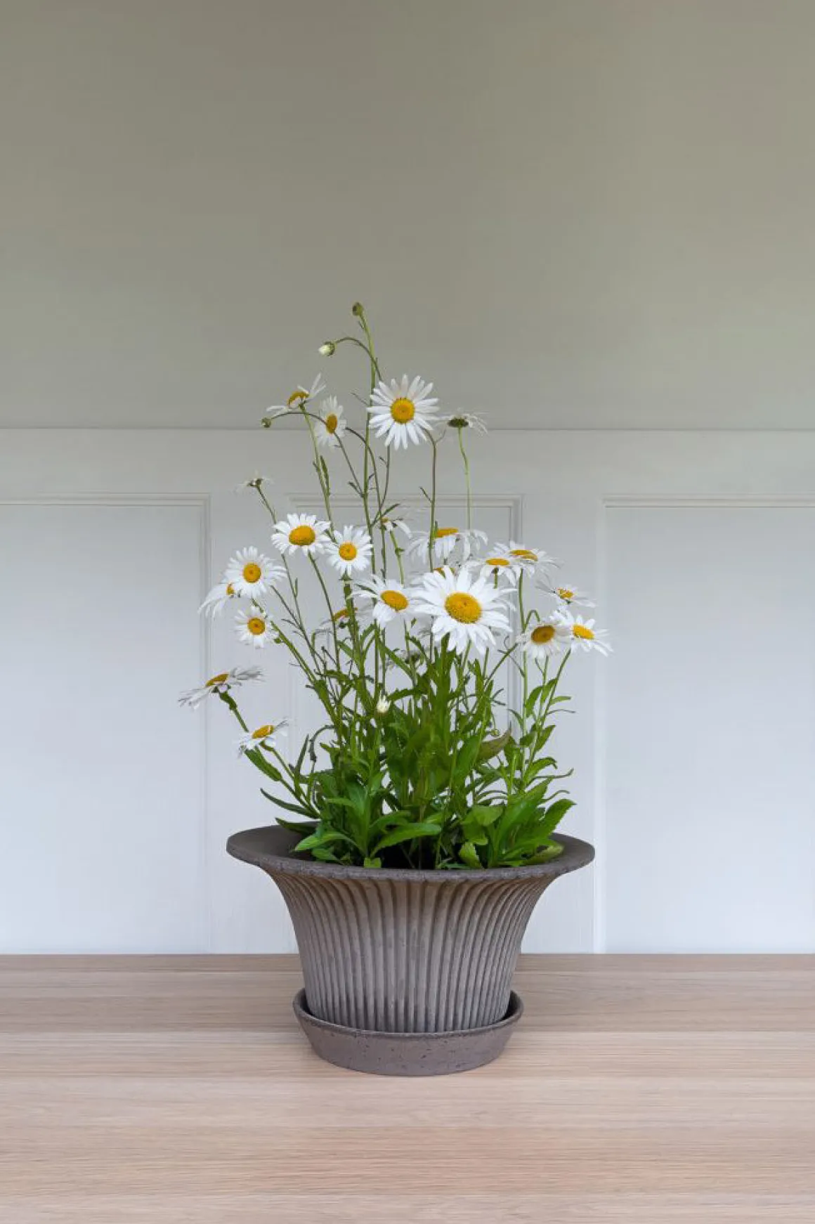 Potte - Daisy m/Skål Grå