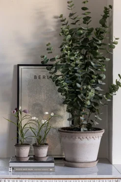 Potteplante - Eucalyptus H110cm