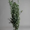 Potteplante - Eucalyptus H170cm