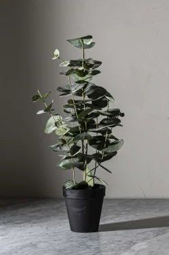 Potteplante - Eucalyptus H55cm