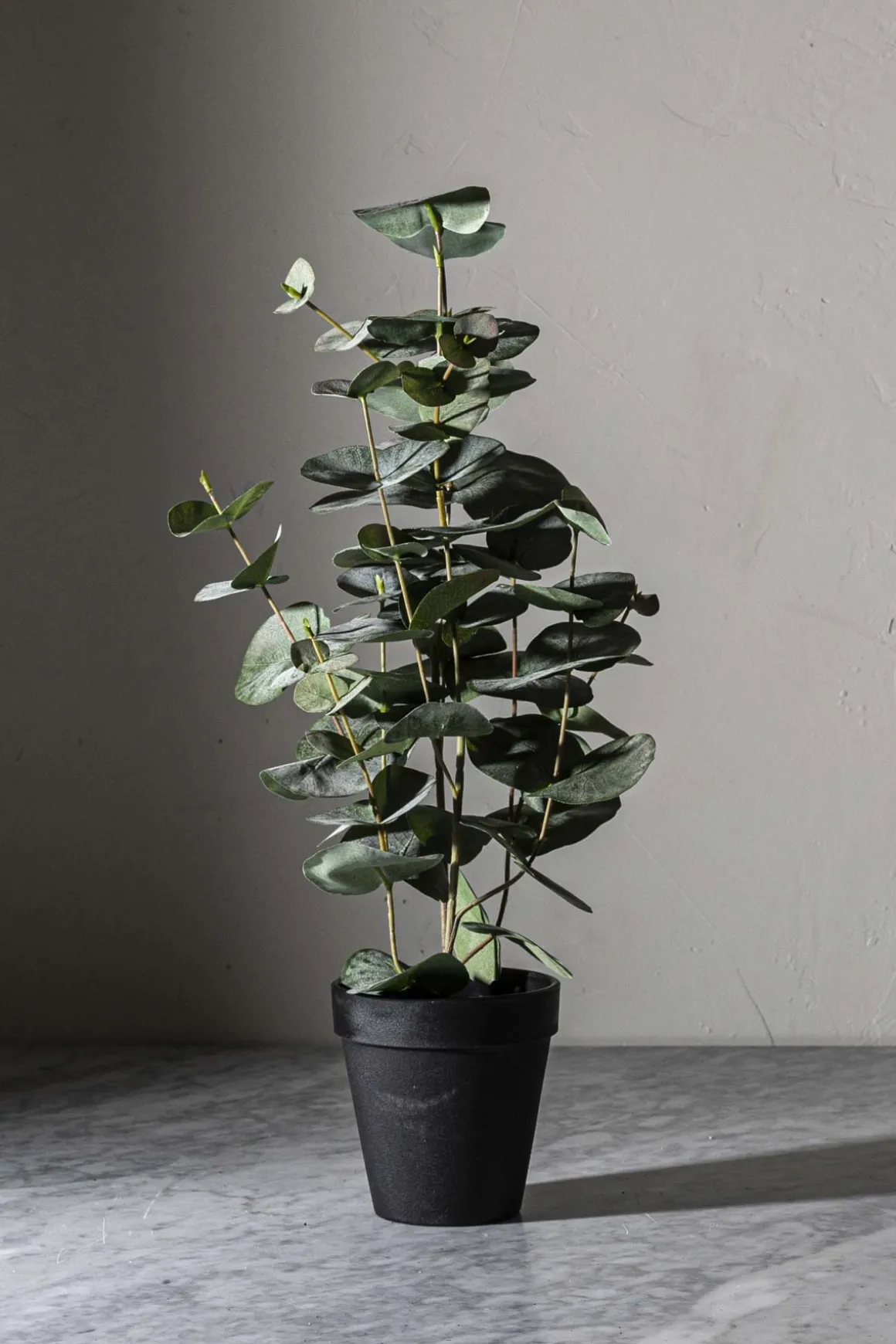 Potteplante - Eucalyptus H55cm