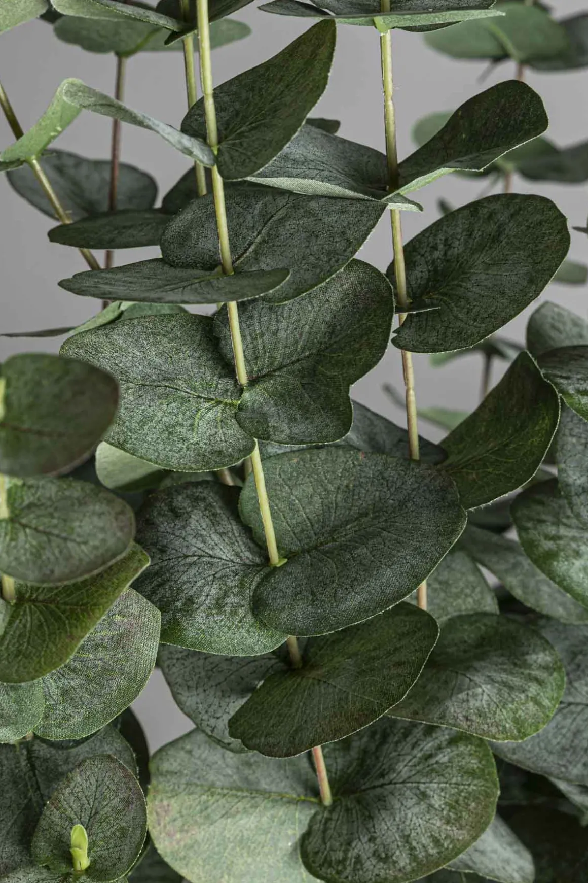 Potteplante - Eucalyptus H170cm