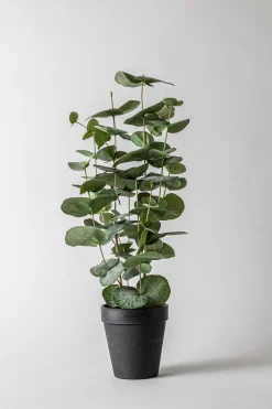 Potteplante - Eucalyptus H55cm