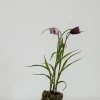 Potteplante - Frittilaria h30cm