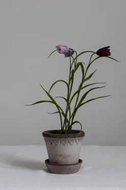 Potteplante - Frittilaria h30cm