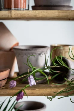 Potteplante - Frittilaria h30cm