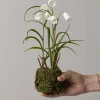 Potteplante - Frittillaria H25cm