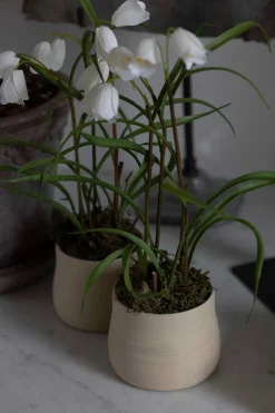 Potteplante - Frittillaria H25cm