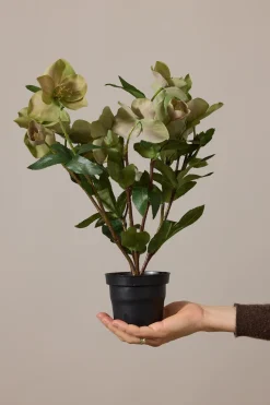 Potteplante - Helleborus H35cm Rosa