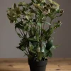 Potteplante - Helleborus H55cm
