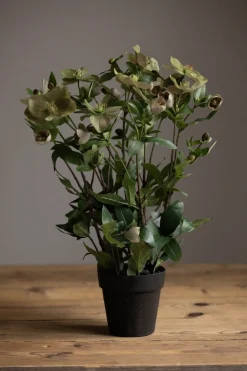 Potteplante - Helleborus H55cm