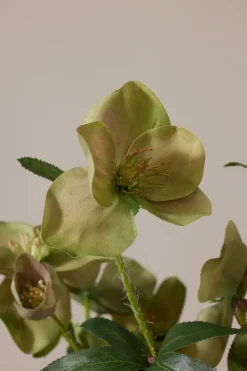 Potteplante - Helleborus  H35cm Rosa