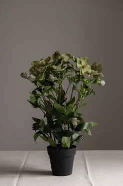 Potteplante - Helleborus H55cm