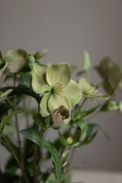 Potteplante - Helleborus H55cm